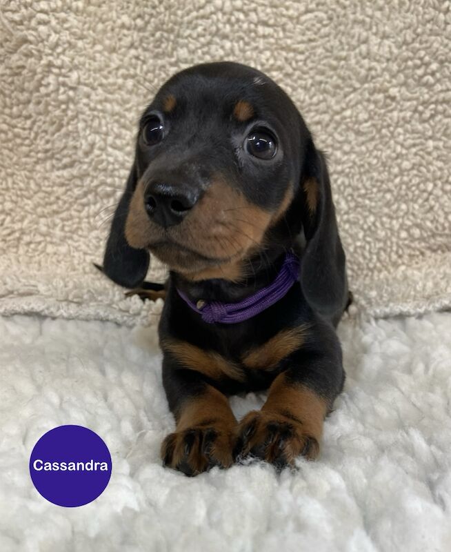Dachshund puppies for sale in Upwell, Norfolk – KC registered, 6 weeks old