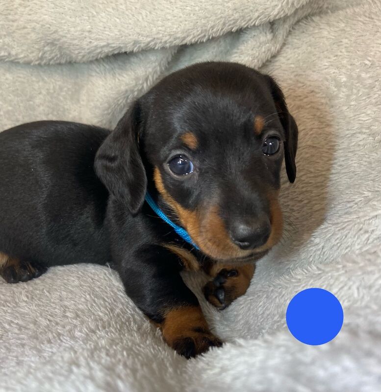 Miniature Dachshund Smooth Boys KC PRA Clear for sale in Upwell, Norfolk