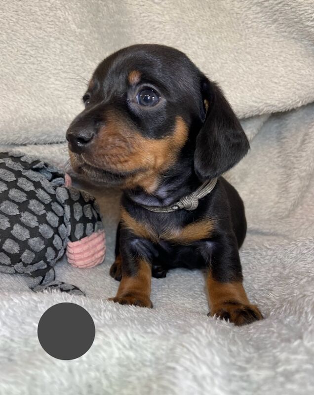 Miniature Dachshund Smooth Boys KC PRA Clear for sale in Upwell, Norfolk | Image 2