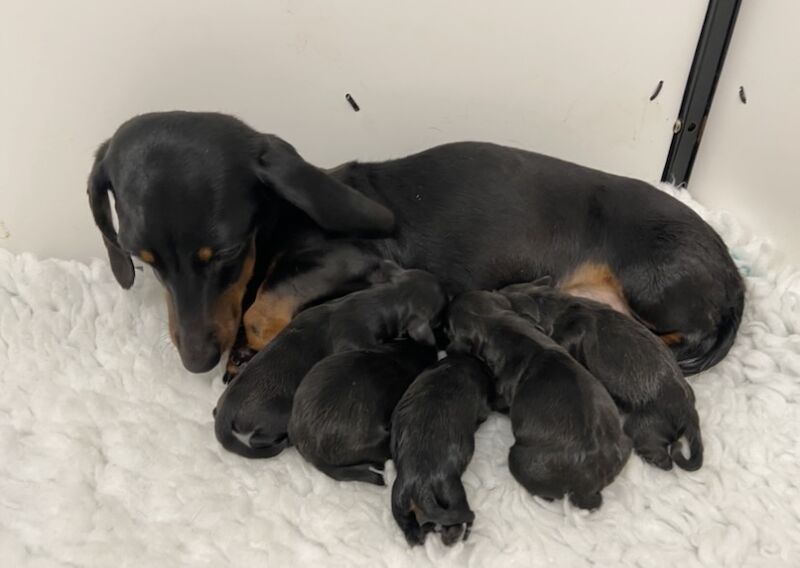 Miniature Dachshund Smooth Boys KC PRA Clear for sale in Upwell, Norfolk | Image 4