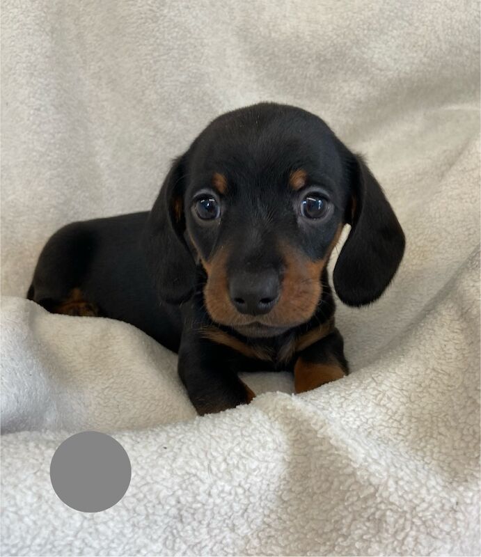 Miniature Dachshund Smooth Boys KC PRA Clear for sale in Upwell, Norfolk