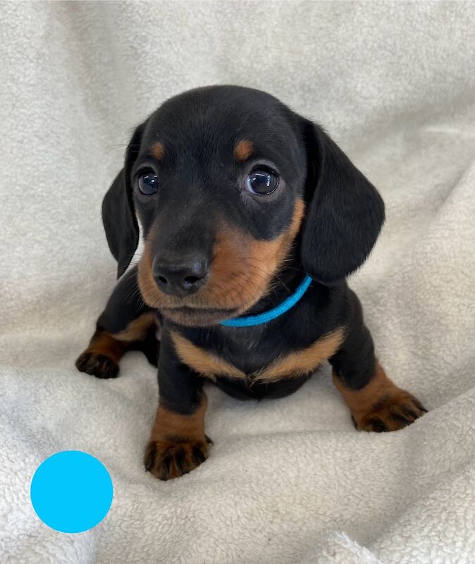 Miniature Dachshund Smooth Boys KC PRA Clear for sale in Upwell, Norfolk | Image 2