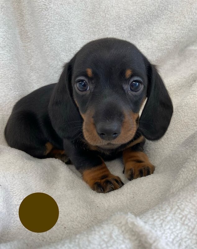 Miniature Dachshund Smooth Boys KC PRA Clear for sale in Upwell, Norfolk | Image 4