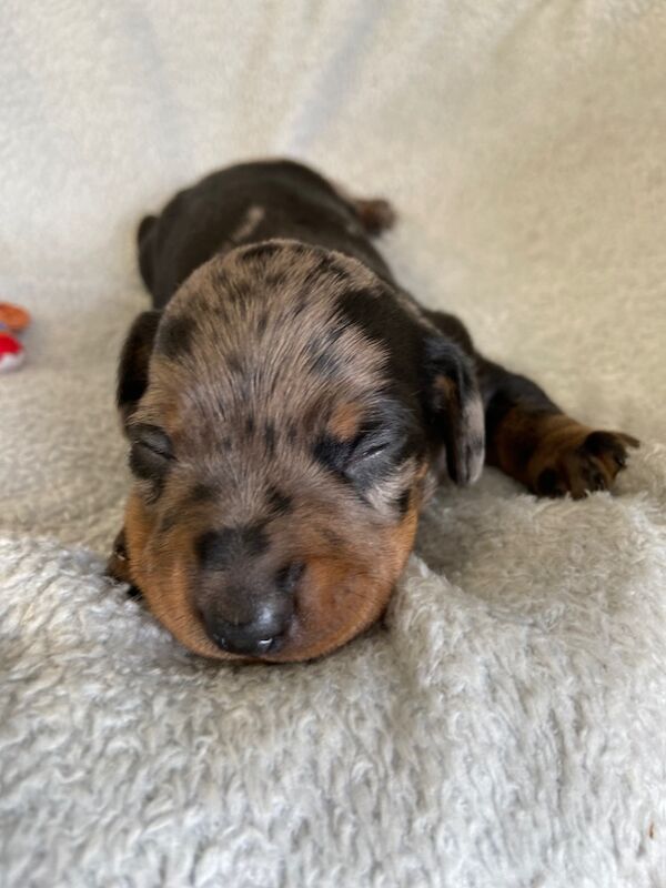 Dachshund puppies for sale in Upwell, Norfolk – KC registered, 2 weeks old