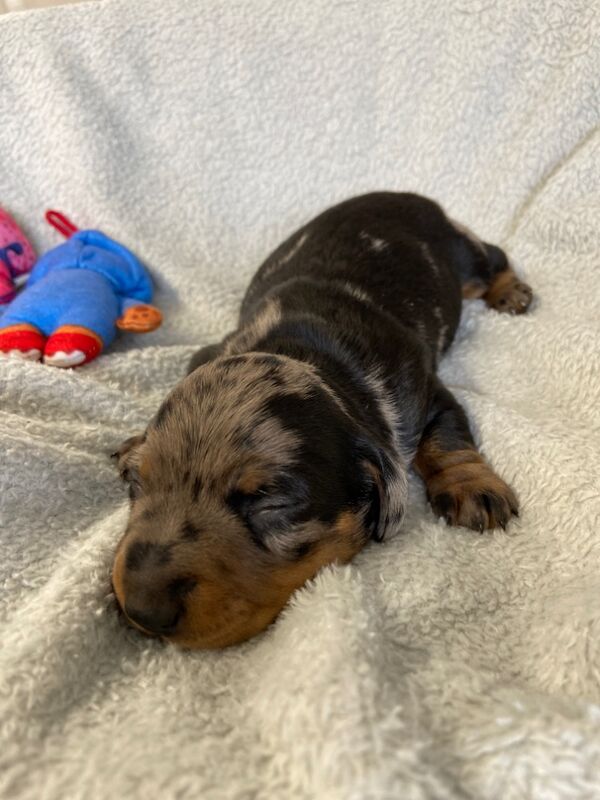Dachshund puppies for sale in Upwell, Norfolk – KC registered, 2 weeks old - Image 2 of 4