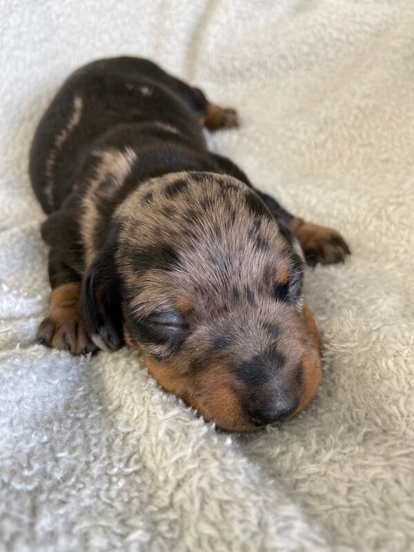 Dachshund puppies for sale in Upwell, Norfolk – KC registered, 2 weeks old - Image 3 of 4