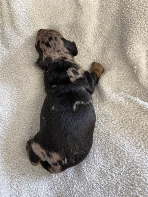 Dachshund puppies for sale in Upwell, Norfolk – KC registered, 2 weeks old - Image 4 of 4