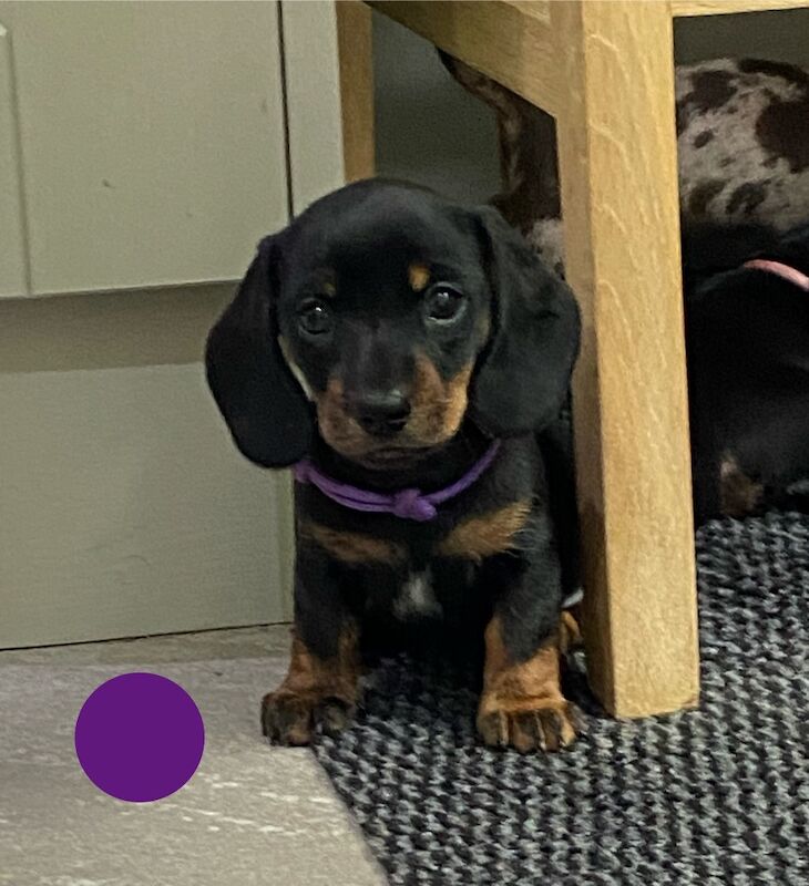Miniature Dachshund Smooth Girl KC PRA clear for sale in Upwell, Norfolk