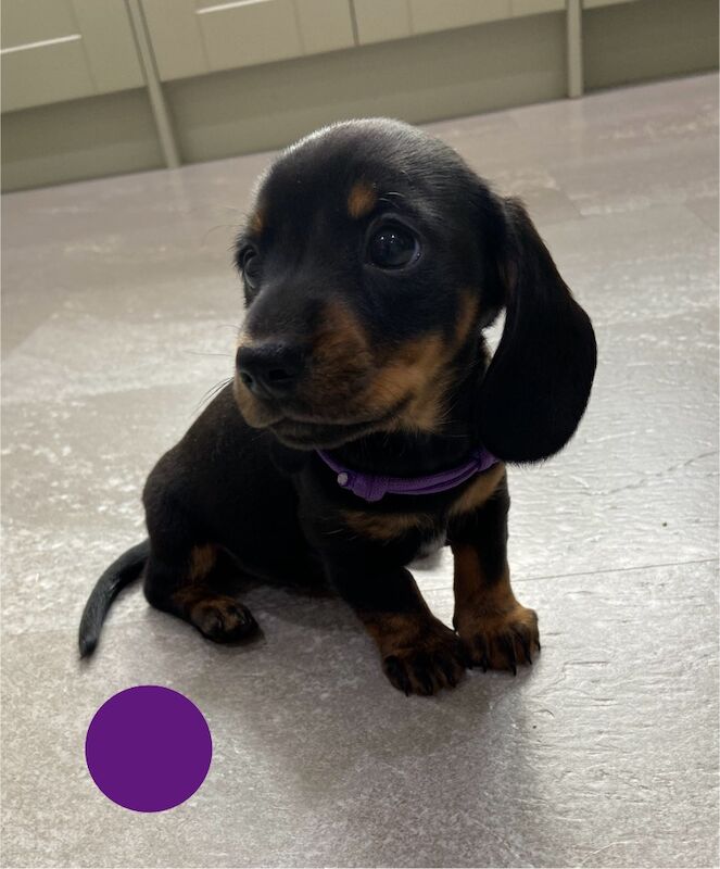 SOLD SOLD SOLD Miniature Dachshund Smooth Girl KC PRA clear for sale in Upwell, Norfolk | Image 3