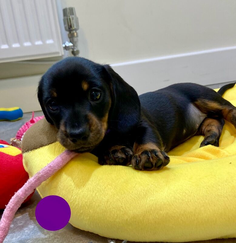 SOLD SOLD SOLD Miniature Dachshund Smooth Girl KC PRA clear for sale in Upwell, Norfolk | Image 4