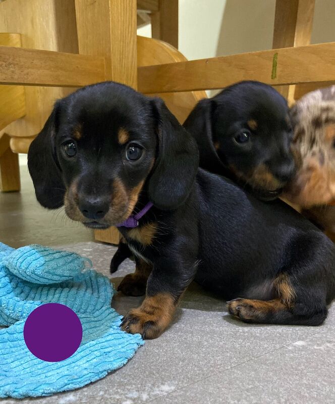 Miniature Dachshund Smooth Girl KC Reg PRA clear for sale in Upwell, Norfolk
