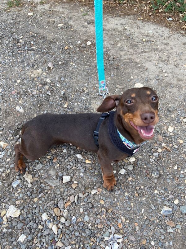 Dachshund puppies for sale in Norfolk – 6 years old