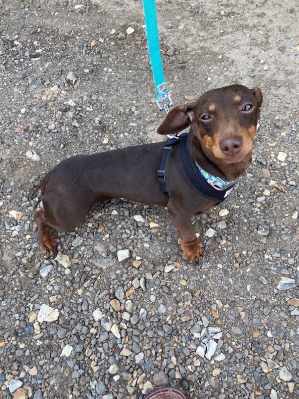 Dachshund puppies for sale in Norfolk – 6 years old - Image 2 of 3