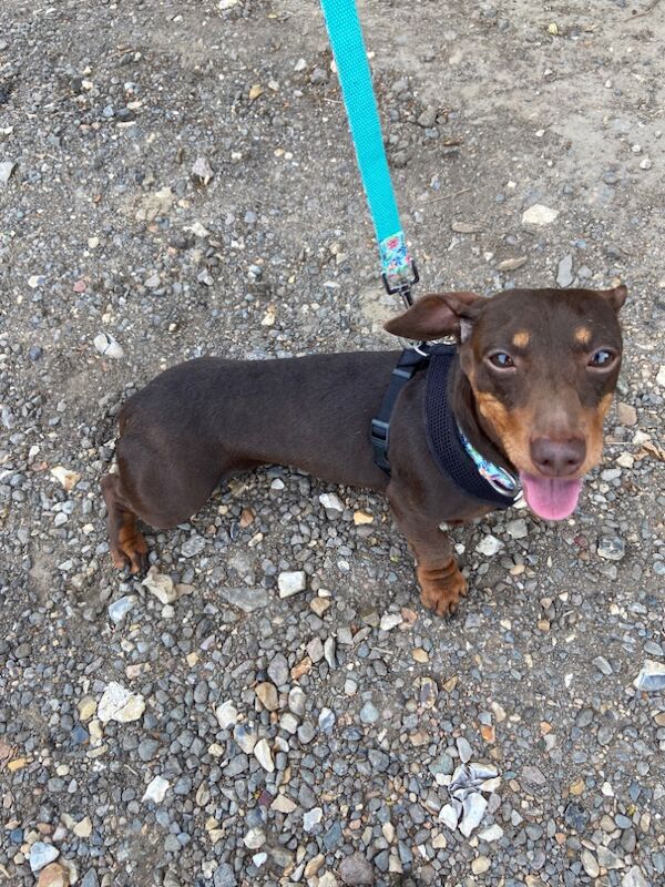 Dachshund puppies for sale in Norfolk – 6 years old - Image 3 of 3