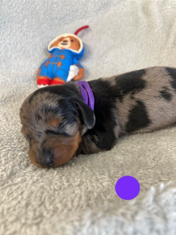 Dachshund puppies for sale in Upwell, Norfolk – KC registered, 1 week old - Image 2 of 7