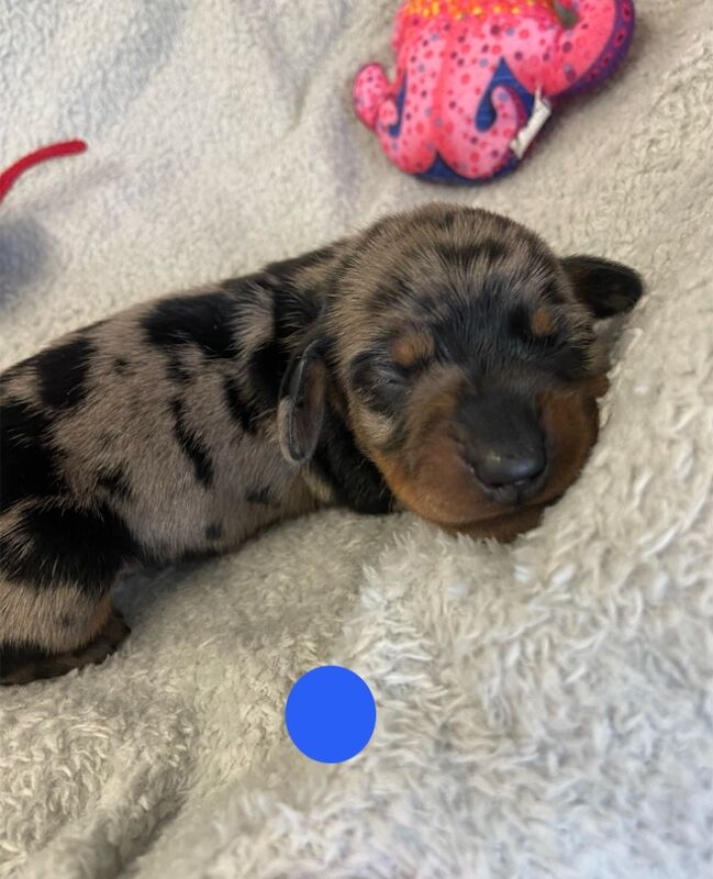 Dachshund puppies for sale in Upwell, Norfolk – KC registered, 1 week old - Image 3 of 7