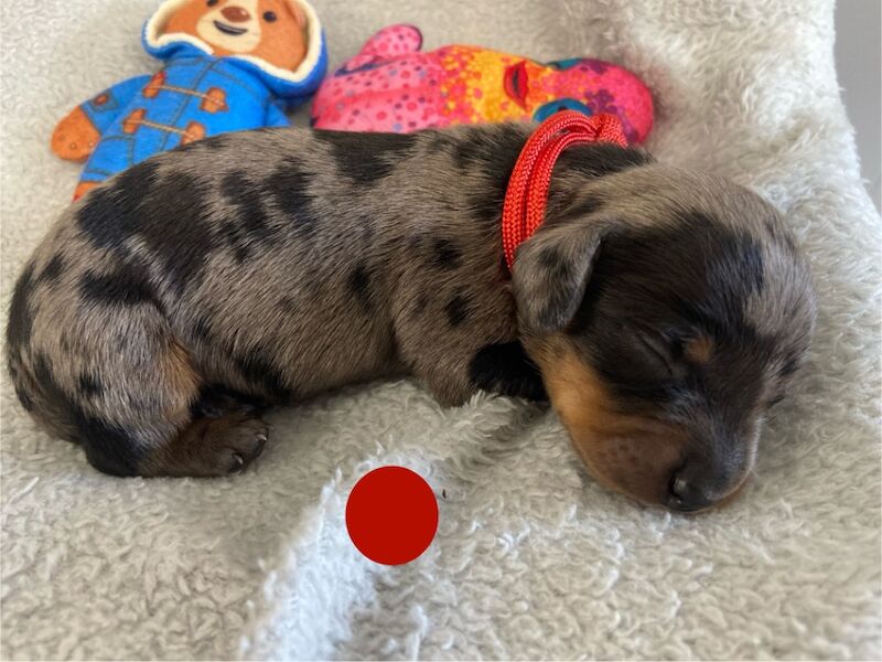 Dachshund puppies for sale in Upwell, Norfolk – KC registered, 1 week old - Image 4 of 7