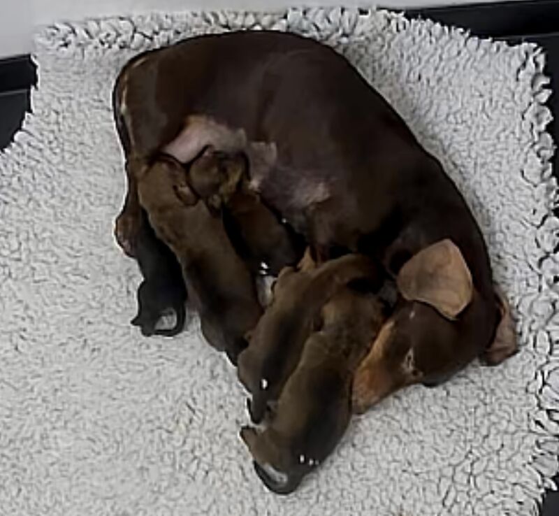 READY NOW Miniature Dachshund Puppies KC Reg for sale in Upwell, Norfolk - Image 13