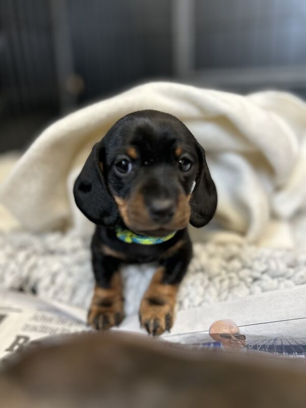 Miniature Dachshund Smooth Puppies KC Reg PRA Clear for sale in Upwell, Norfolk