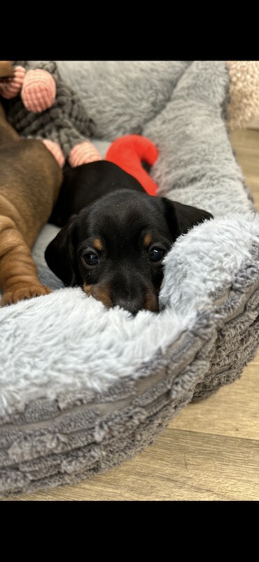 READY NOW Miniature Dachshund Puppies KC Reg for sale in Upwell, Norfolk - Image 10