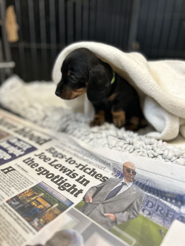 READY NOW Miniature Dachshund Puppies KC Reg for sale in Upwell, Norfolk - Image 11