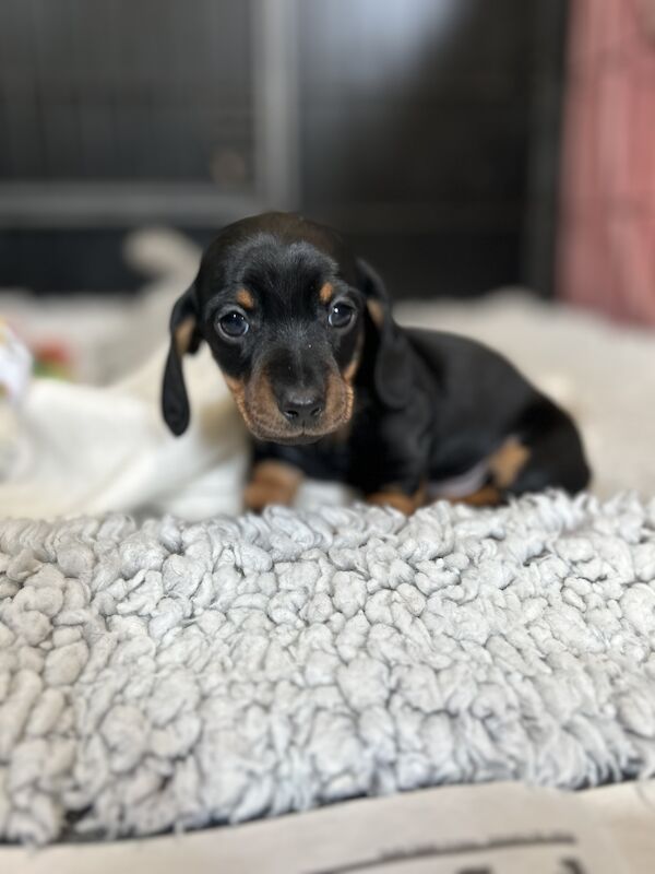 READY NOW Miniature Dachshund Puppies KC Reg for sale in Upwell, Norfolk - Image 12
