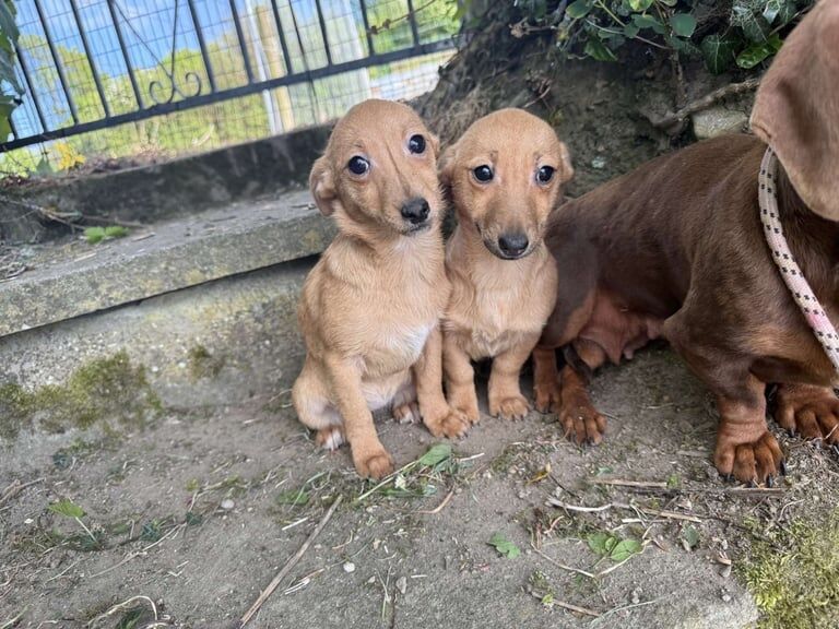 miniature dachshund x puppy for sale in Lisburn, County Down