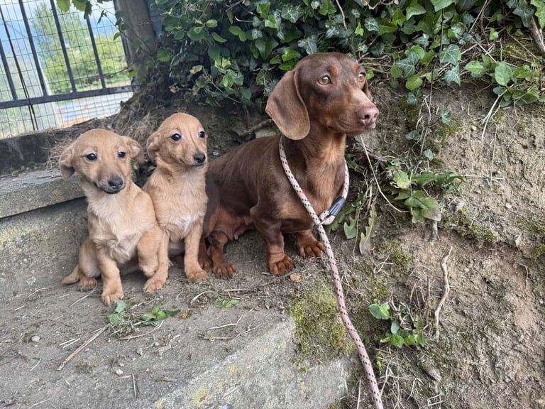 miniature dachshund x puppy for sale in Lisburn, County Down | Image 2