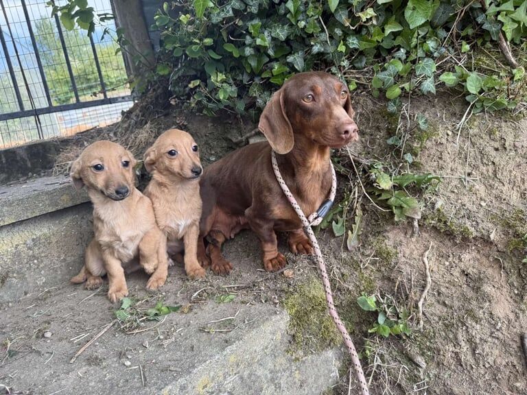 miniature dachshund x puppy for sale in Lisburn, County Down | Image 3