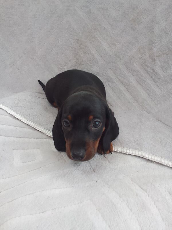 Miniature dachshunds for sale in Oakwood, Enfield, Greater London - Image 2