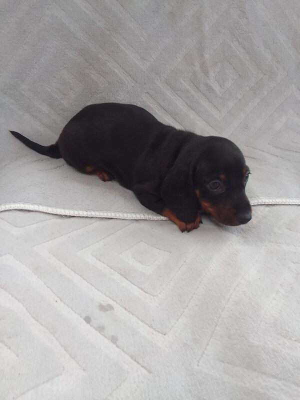 Miniature dachshunds for sale in Oakwood, Enfield, Greater London - Image 1