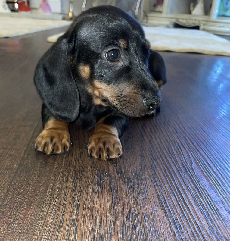 Miniature dachshunds for sale in Oakwood, Enfield, Greater London - Image 3