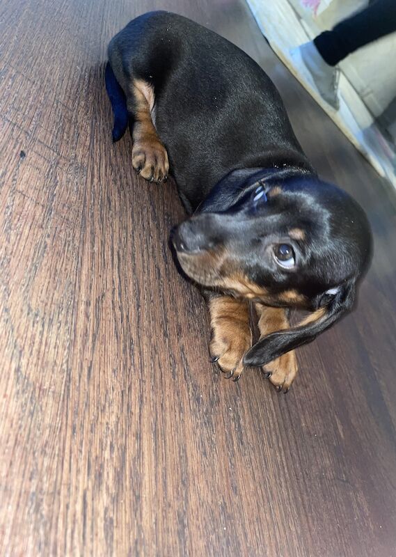 Miniature dachshunds for sale in Oakwood, Enfield, Greater London - Image 4
