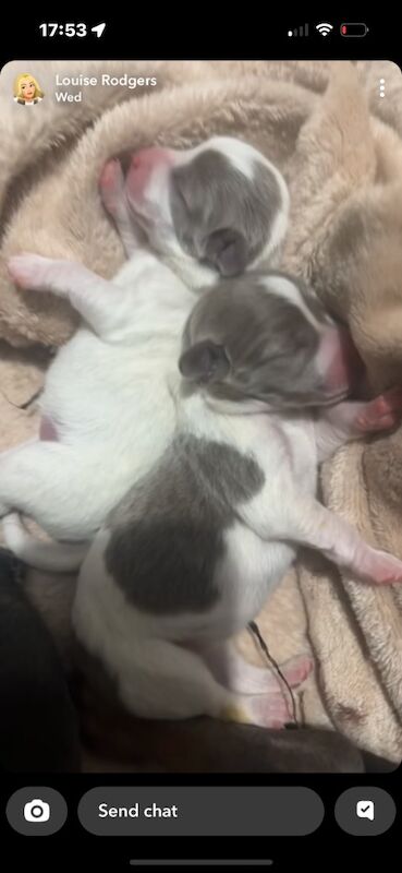 Dachshund puppies for sale in HP10 – 3 weeks old - Image 3 of 15