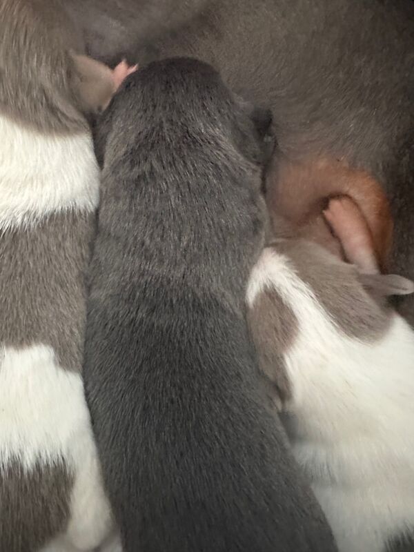 Dachshund puppies for sale in HP10 – 3 weeks old - Image 7 of 15