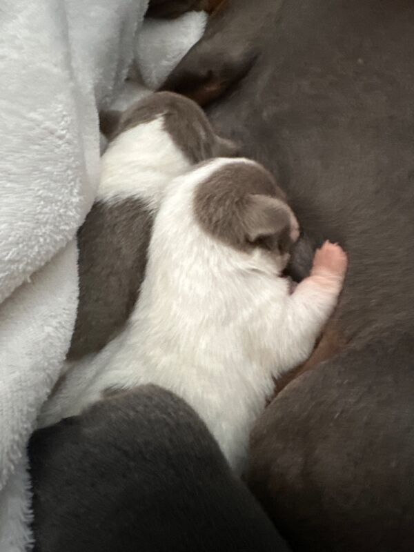Dachshund puppies for sale in HP10 – 3 weeks old - Image 9 of 15