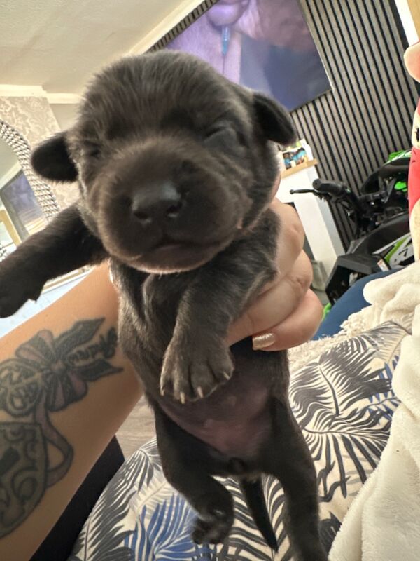 Dachshund puppies for sale in HP10 – 3 weeks old - Image 10 of 15