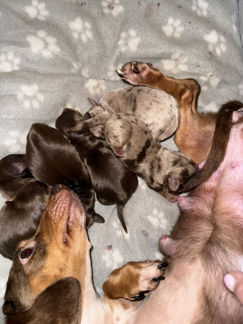 Dachshund puppies for sale in Bolton, Greater Manchester – KC registered, 1 year old - Image 7 of 10