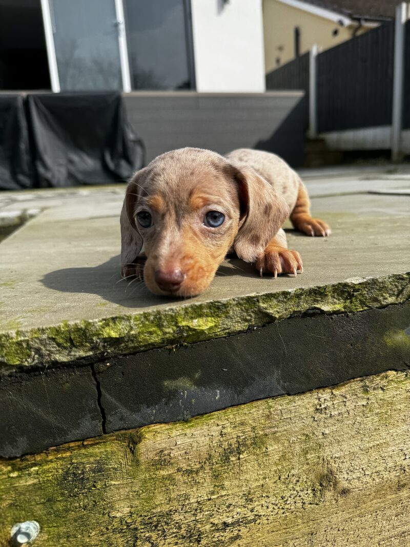 Miniature dachshunds for sale in Bolton, Greater Manchester