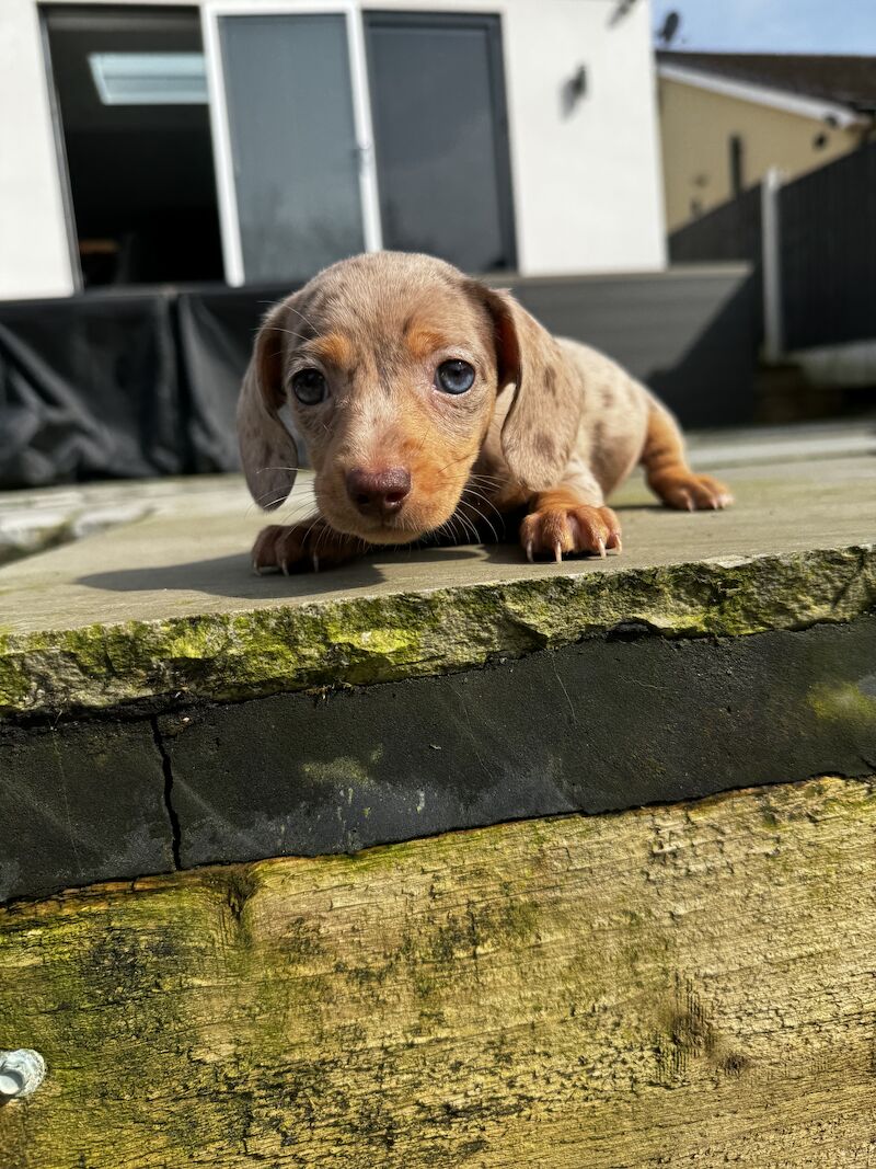 Miniature dachshunds for sale in Bolton, Greater Manchester | Image 2