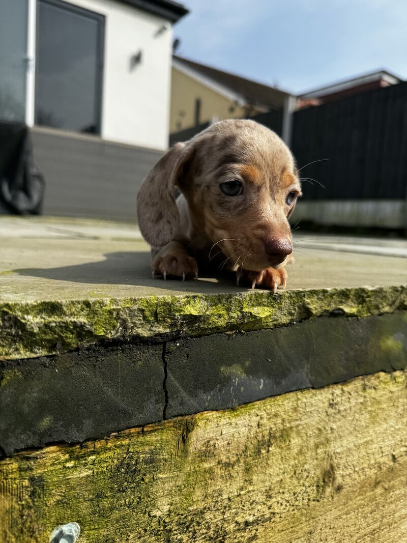 Dachshund puppies for sale in Bolton, Greater Manchester – KC registered, 1 year old - Image 5 of 10