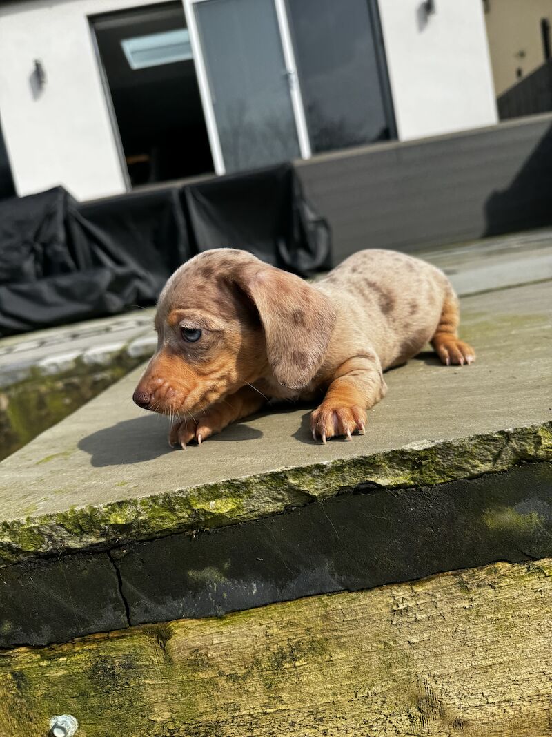 Dachshund puppies for sale in Bolton, Greater Manchester – KC registered, 1 year old - Image 6 of 10