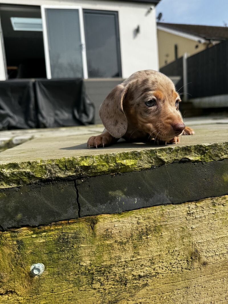 Dachshund puppies for sale in Bolton, Greater Manchester – KC registered, 1 year old - Image 8 of 10