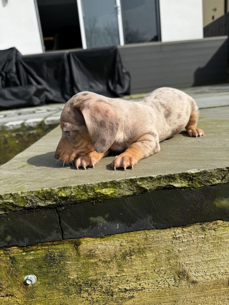 Dachshund puppies for sale in Bolton, Greater Manchester – KC registered, 1 year old - Image 9 of 10