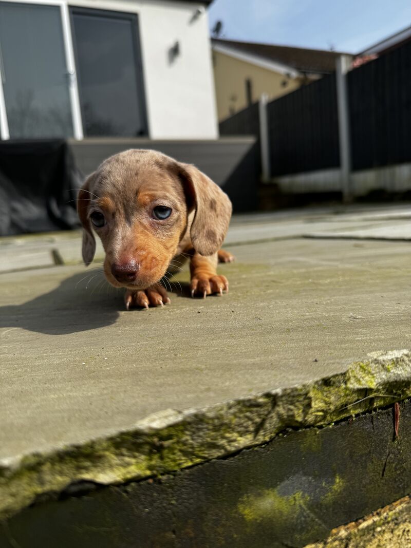Dachshund puppies for sale in Bolton, Greater Manchester – KC registered, 1 year old - Image 10 of 10
