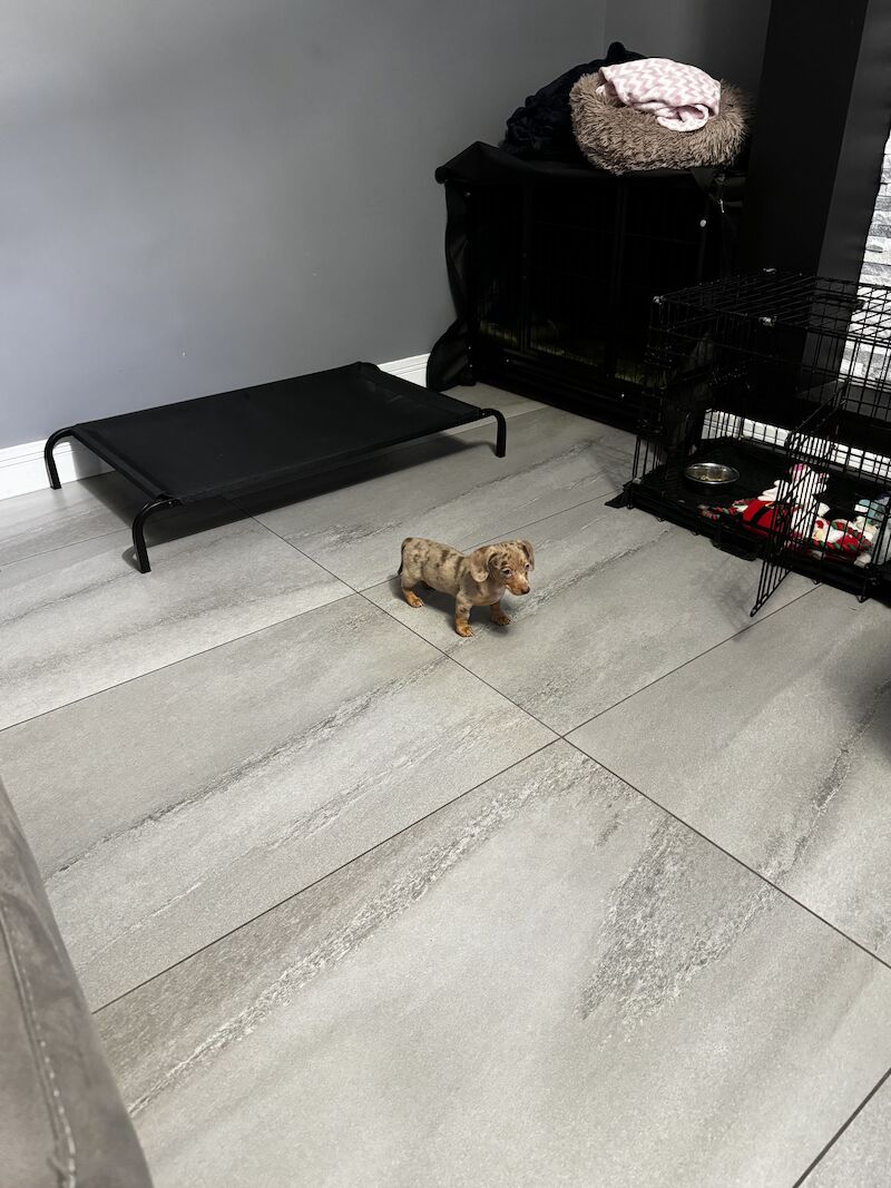 Dachshund puppies for sale in Bolton, Greater Manchester – KC registered, 1 year old - Image 3 of 10