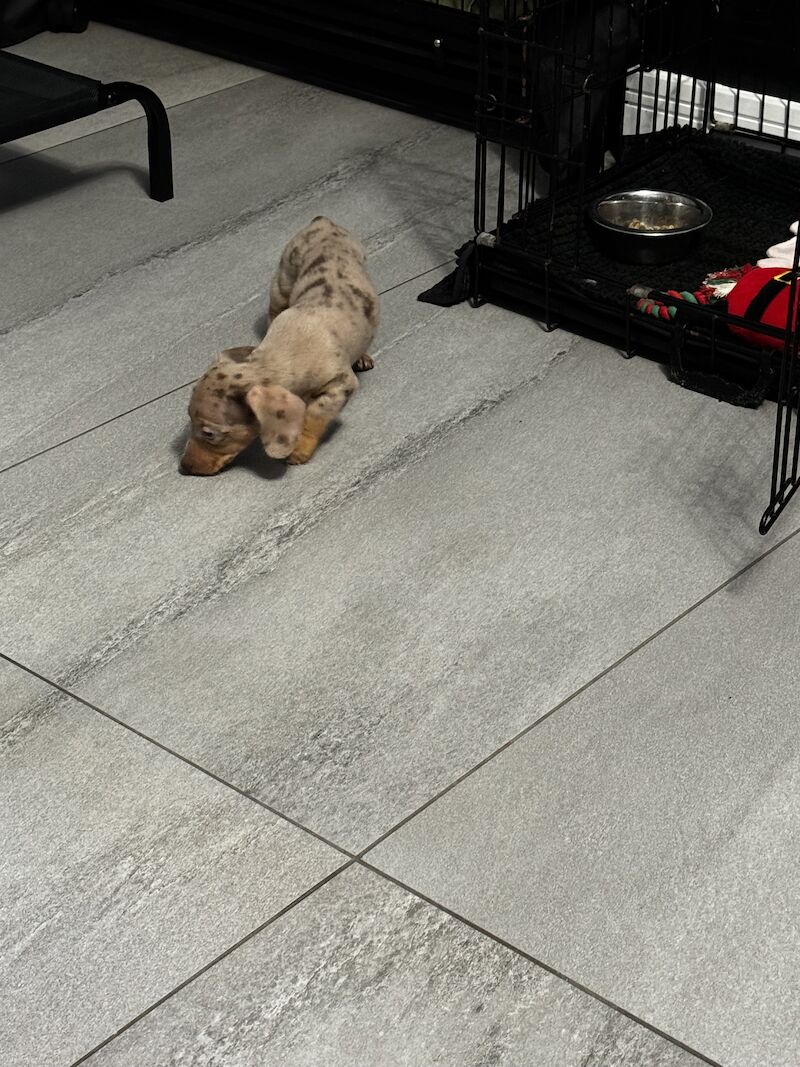Dachshund puppies for sale in Bolton, Greater Manchester – KC registered, 1 year old - Image 4 of 10