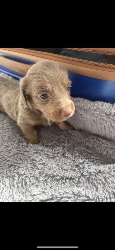 Miniature Dachshunds for sale in Bolton, Greater Manchester | Image 3