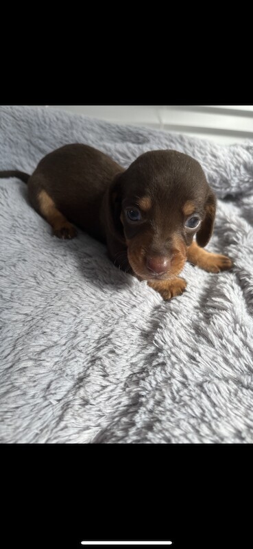 Dachshund puppies for sale in Bolton, Greater Manchester – KC registered, 1 year old - Image 4 of 13
