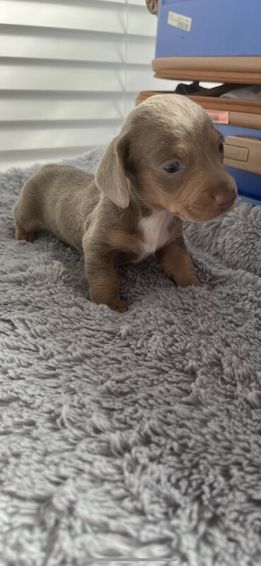 Dachshund puppies for sale in Bolton, Greater Manchester – KC registered, 1 year old - Image 5 of 13